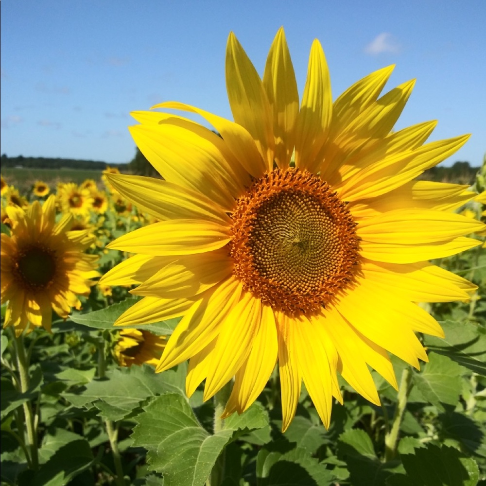 Meet your Posher, Mary